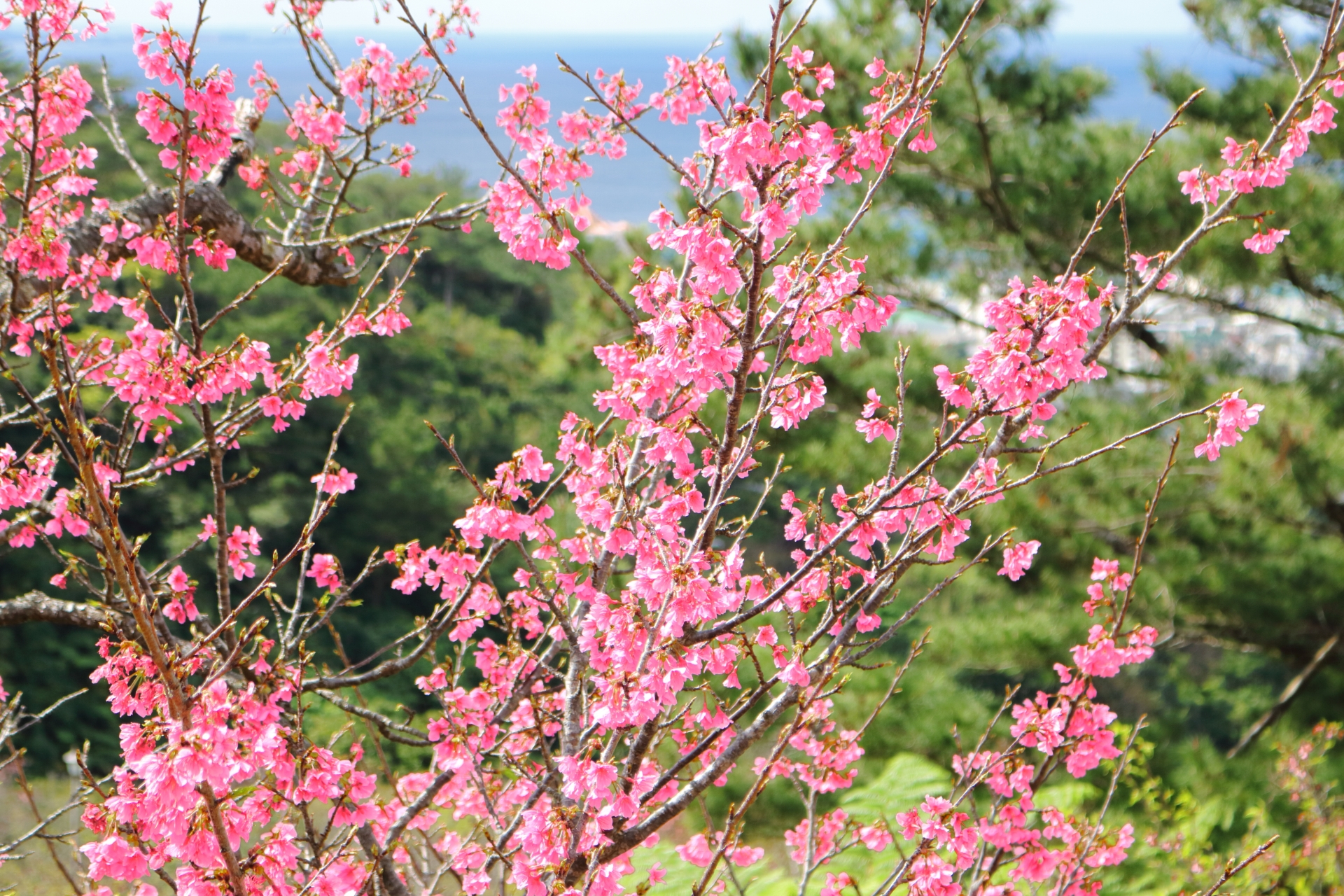 沖縄の桜は1月下旬から咲き始める「第61回名護さくら祭り2024」開催！