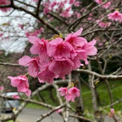 沖縄の桜は日本一早い！2023年沖縄桜まつりは？開花状況は？