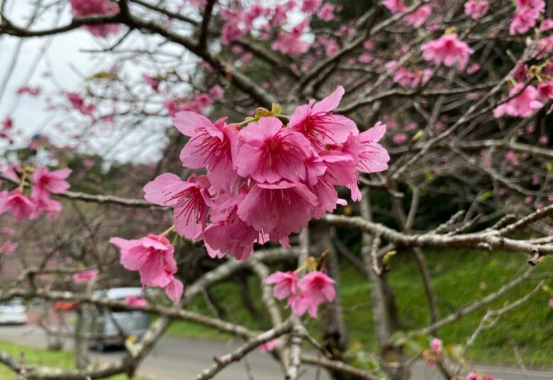 沖縄の桜は日本一早い！2022年沖縄桜まつりは？開花状況は？