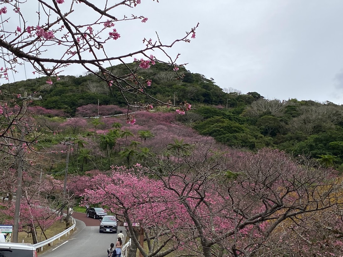 沖縄 梅は咲いたか 桜は ハイ 咲いてます 沖縄 難病寝たきり末期高齢者の想い