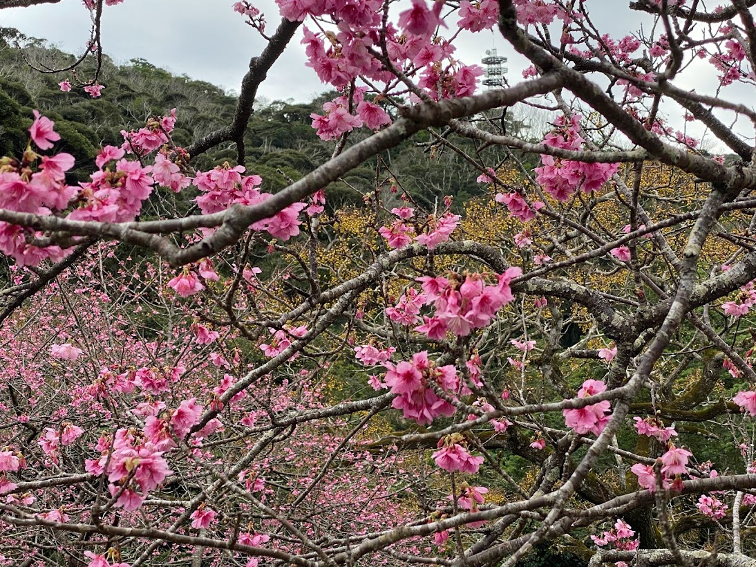 沖縄の桜は日本一早い 22年沖縄桜まつりは 開花状況は 沖縄リピート