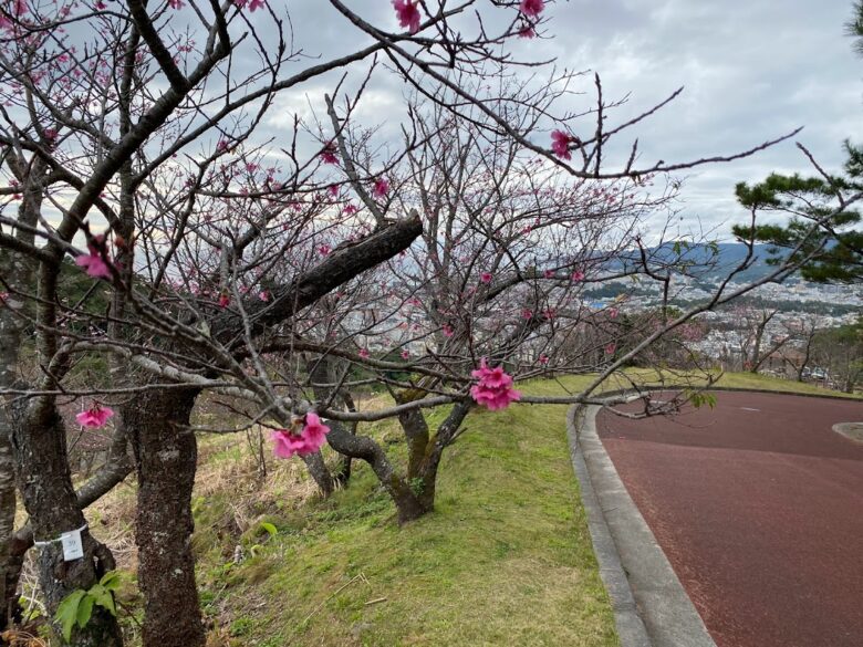 名護城桜