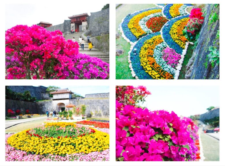 首里城公園を彩る花々が美しい『琉球華みぐい』開催中