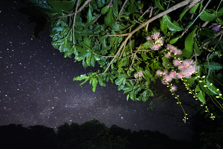 「サガリバナ」は那覇でも見られる！夜に咲いて明け方に散る幻想的な花