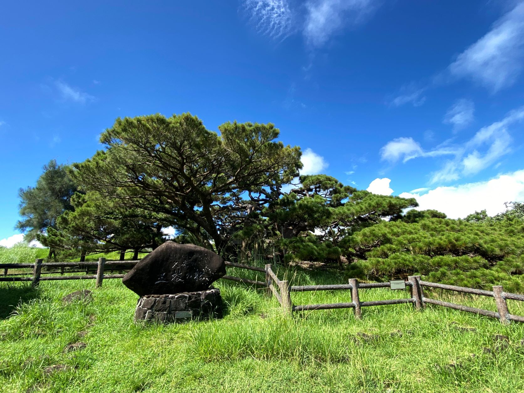 久米島の大きな松・五枝の松を観に行こう！
