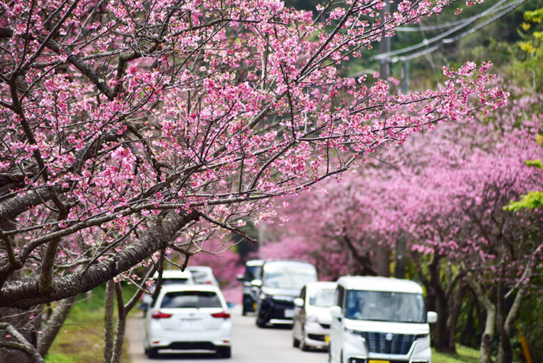 日本一早い「もとぶ八重岳桜まつり」はドライブしながら花見！