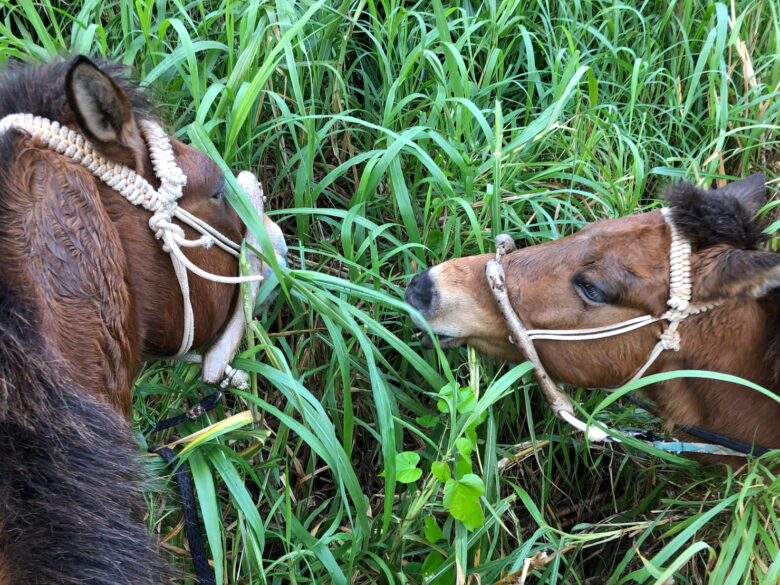 久米島イーフビーチで草を食べる馬たち