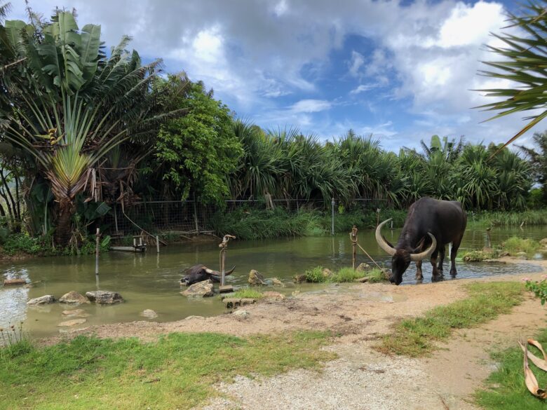 由布島の水牛が休憩する池