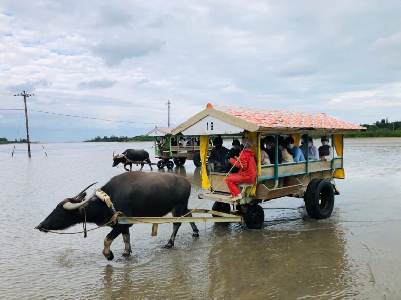 『由布島』へ水牛車で海を渡っていく！