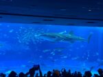 美ら海水族館