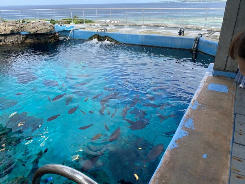 沖縄美ら海水族館の裏側