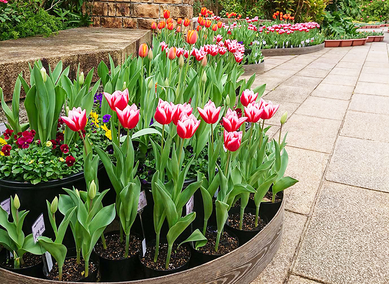 沖縄県産 ちむ むちむち黒糖 沖縄土産 個包装 140g - メルカリ