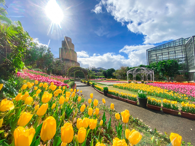 沖縄県内最大級！海洋博公園「チューリップフェア」1/31～2/8開催！