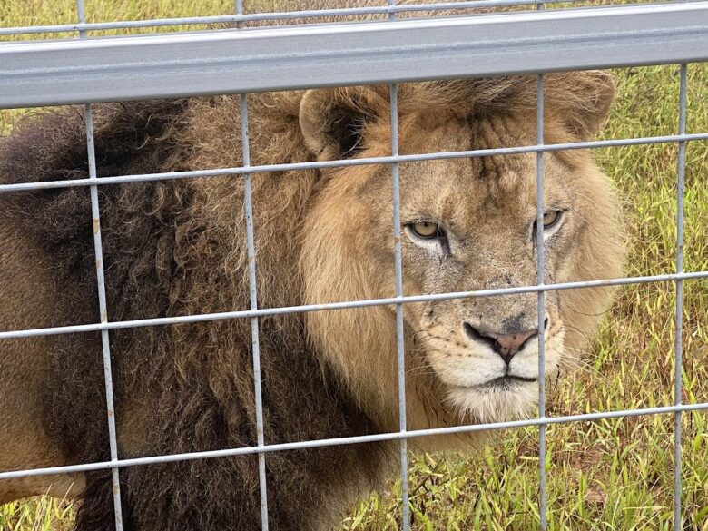 やんばる国頭村の山の中にライオンが！ふれあい動物園「やんばるライオン」